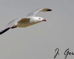 Gaviota de Audouinii