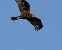 Aguilucho Lagunero