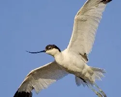 Avoceta comun en vuelo