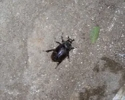 escarabajo