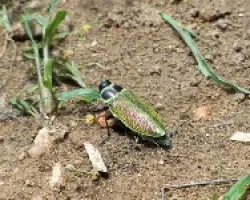 escarabajo