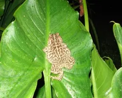 rana o sapo?