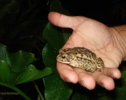 rana o sapo?2