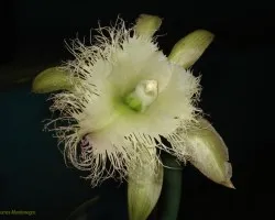 orquidea en exposición
