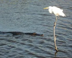 Ardea alba