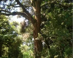 arbol en Cerro Retres