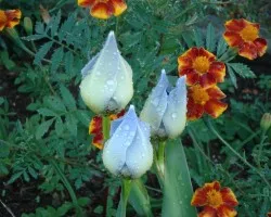 FLOR DE UN D?A