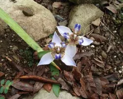FLOR DE UN D?A 1