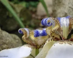 FLOR DE UN D?A 2