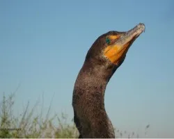 Phalacrocorax brasilianus