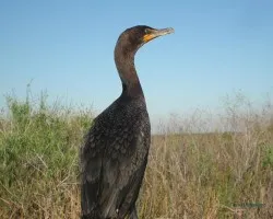 Phalacrocorax brasilianus