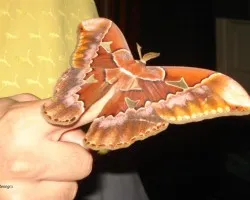 mariposa nocturna