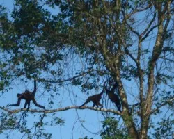 monos colorados