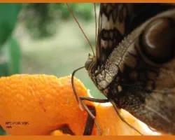 alguién gusta de mandarina?