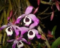 vanda