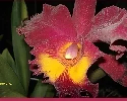 orquidea