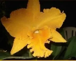 tarea id orquidea