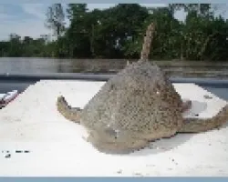 chupapiedras de amazonas