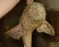 sucker fish