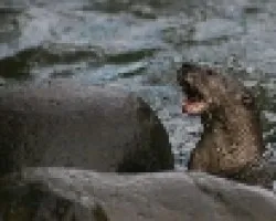 NUTRIA