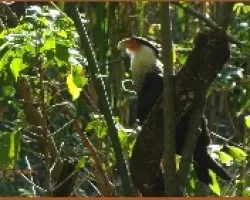 Crested Caracara