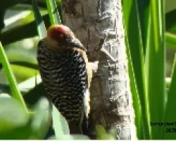 Melanerpes hoffmannii--Hoffmann?s Woodpecker--Carpinterito de Hoffmann