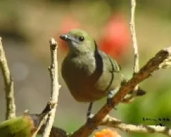 Thraupis palmarum