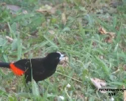 Ramphocelus passerinii