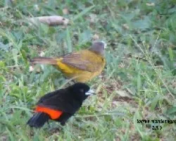 Ramphocelus passerinii
