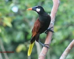 Psarocolius montezuma