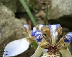 Lirio caminante Neomarica gracilis