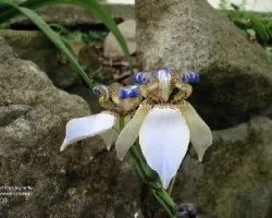 Lirio caminante Neomarica gracilis