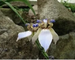 Lirio caminante Neomarica gracilis