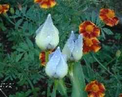 Lirio caminante Neomarica gracilis