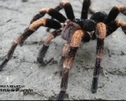 Tarantula