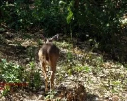 chisquillosa