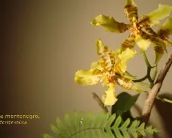 torito reina 