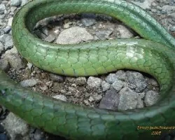 patrones de reptil