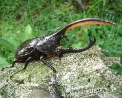 cornizuelo