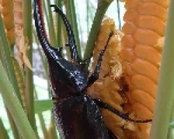 cornizuelo