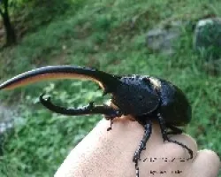 Dynastes hercules