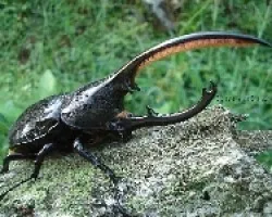 macho Dynastes hercules