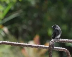 Black Phoebe
