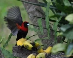 Ramphocelus sanguinolentus