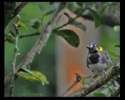 Melozone leucotis