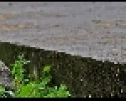 Cucarachera