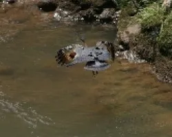SUN BITTERN
