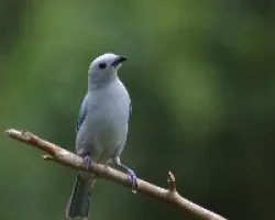 Viuda