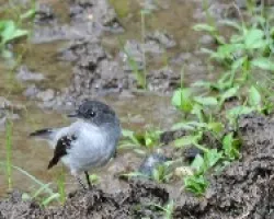 torrent tyrannulet