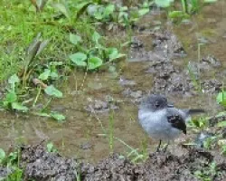 torrent tyrannulet